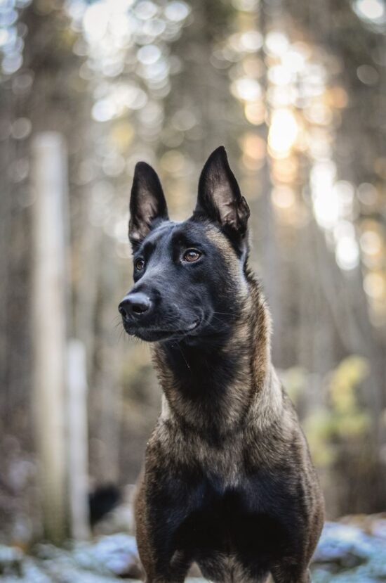 belgian malinois for sale texas