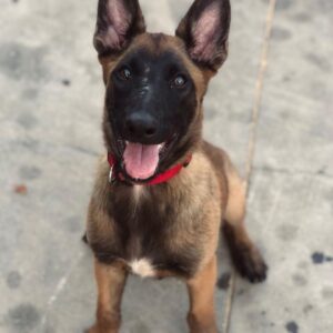 B The Belgian Malinois for sale