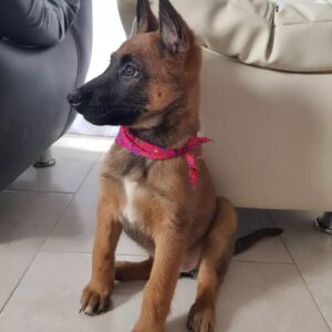 Gea The Belgian Malinois for sale