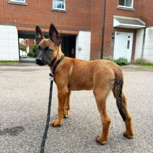 Kiara The Belgian Malinois for sale