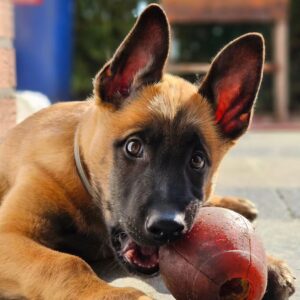 Anna The Belgian Malinois for sale