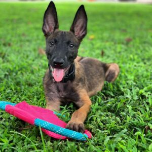 Nikita The Belgian Malinois for sale