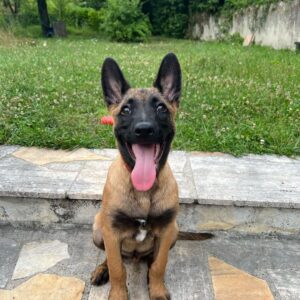 Luffy The Belgian Malinois for sale