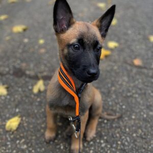 Luna The Belgian Malinois for sale