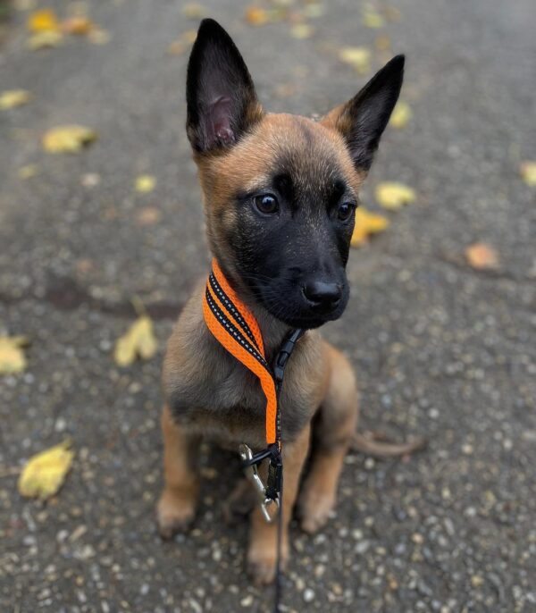 Luna The Belgian Malinois for sale