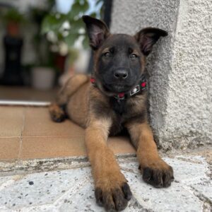 Lugram The Belgian Malinois for sale