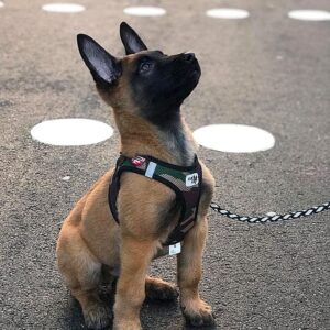 Kuba The Belgian Malinois for sale