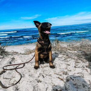 Malone The Belgian Malinois for sale