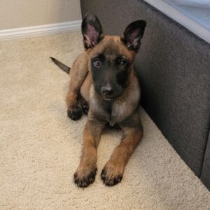 Revan The Belgian Malinois for sale