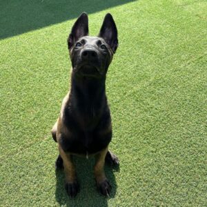 Rocket The Belgian Malinois for sale