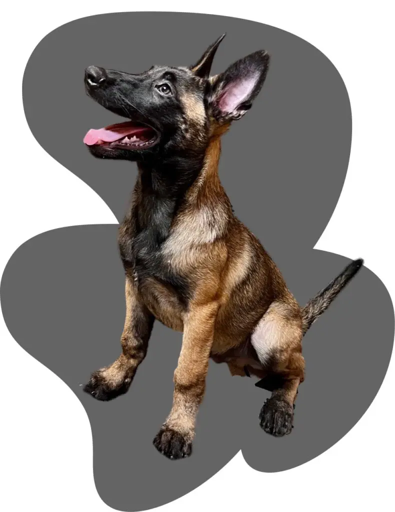 Belgian Malinois Puppy